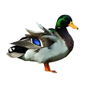 Appeau Fuzeau Canard - Manuel