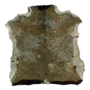 Peau Djembe Yoman Chevre Rasee